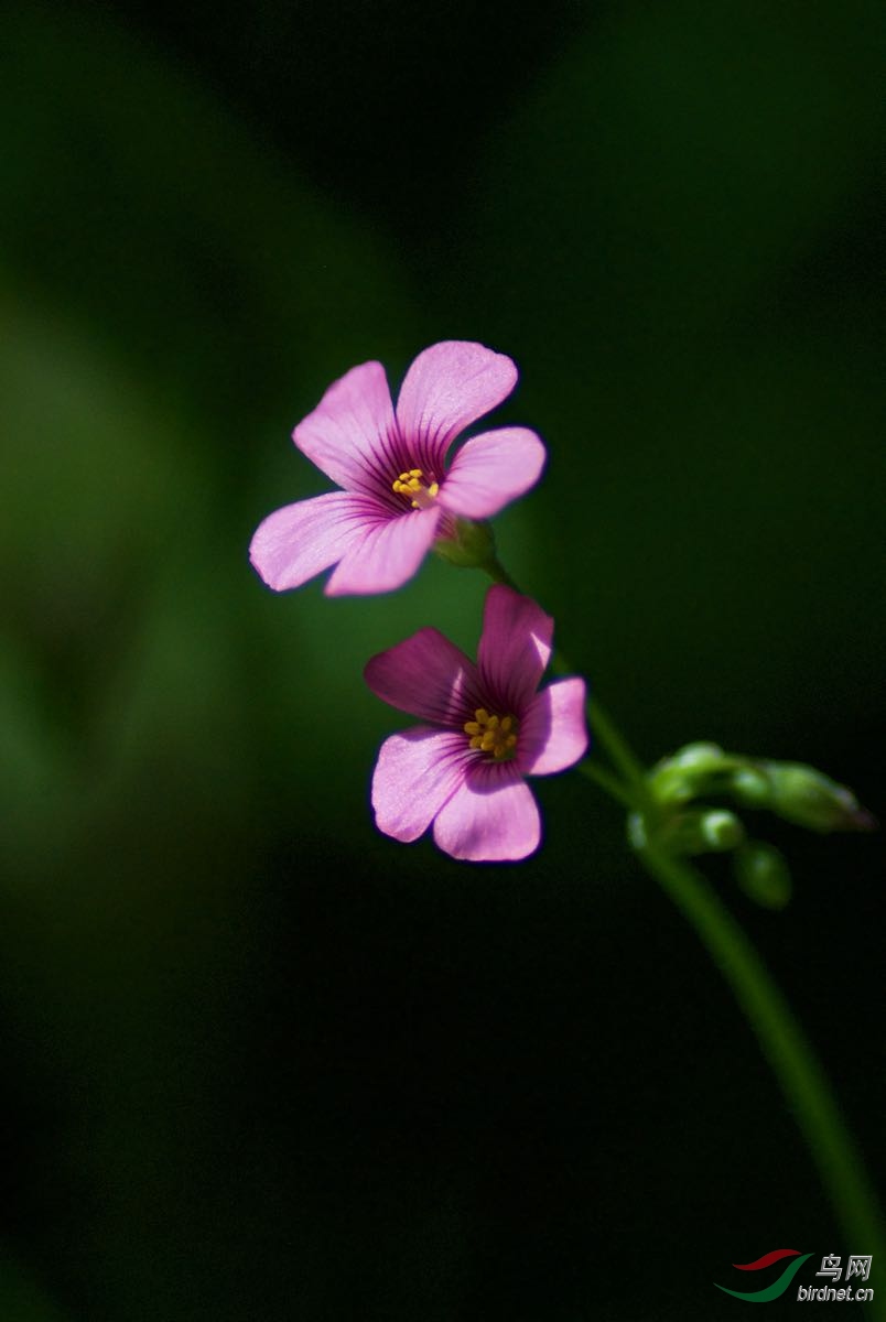 小花