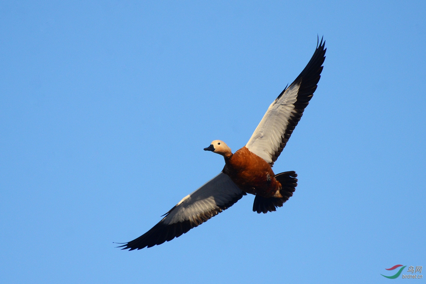 蓝天孤鹜秀飞姿