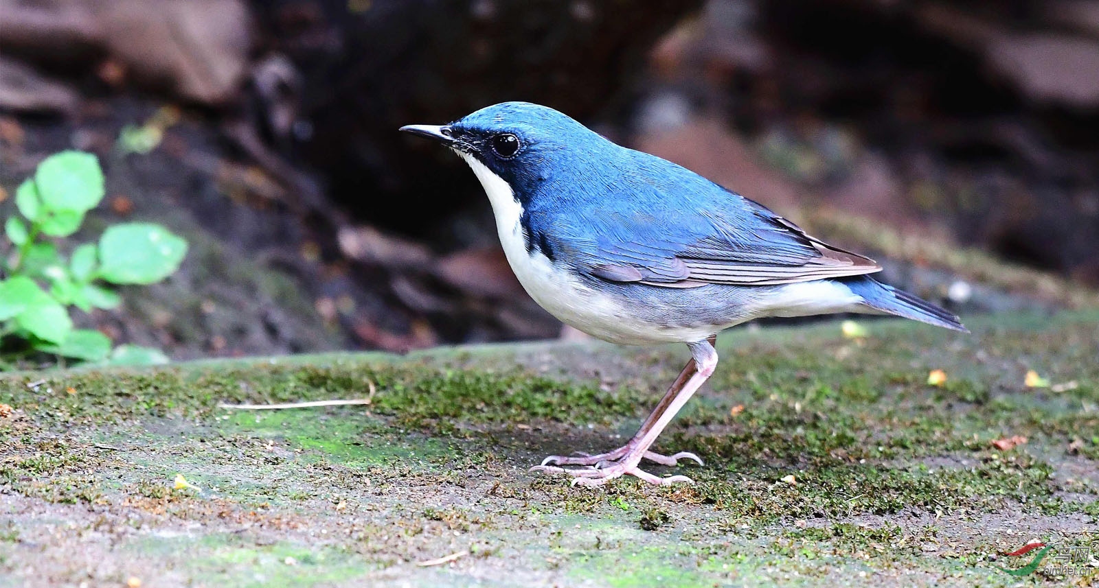 新鲜蓝歌鸲哥哥