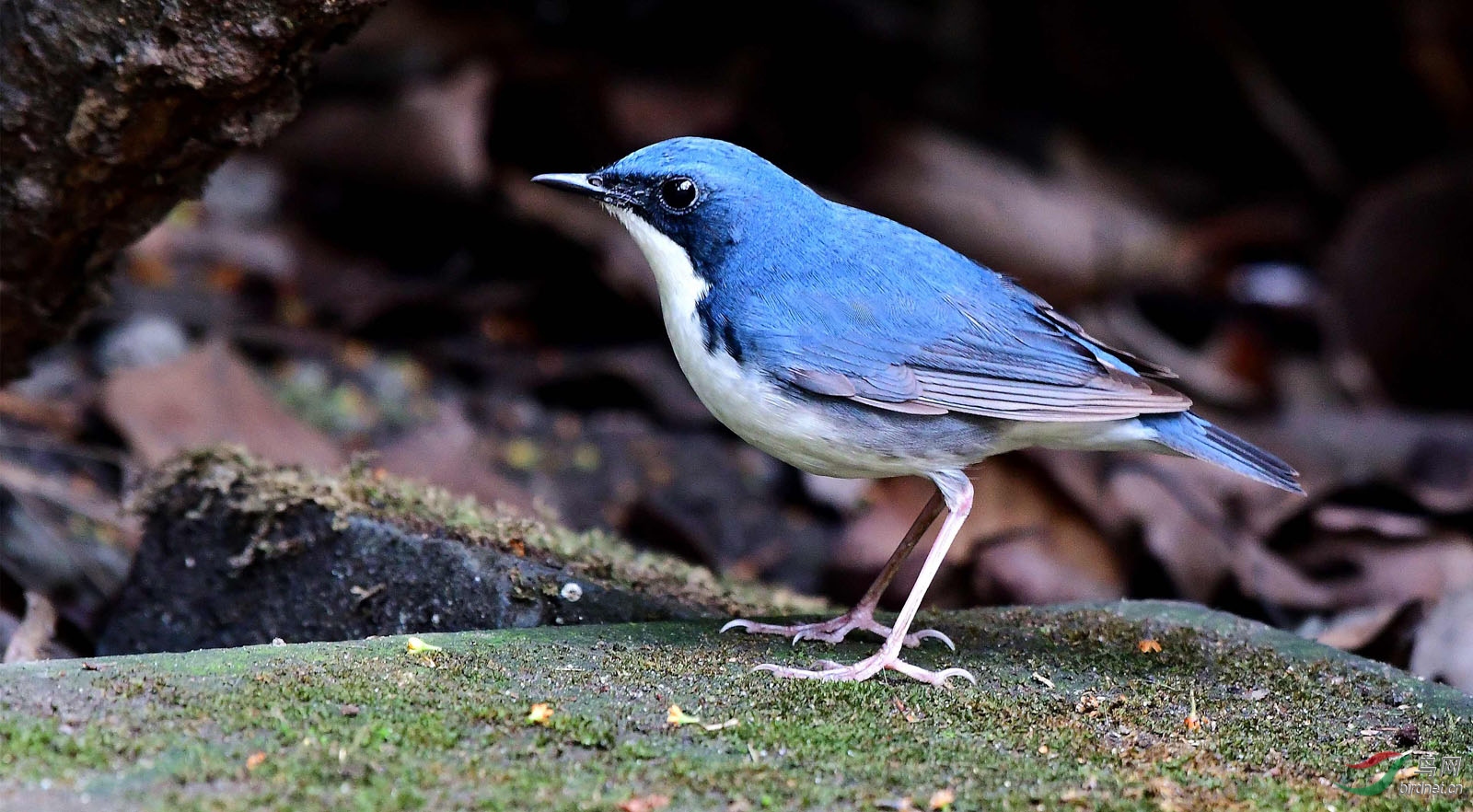 新鲜蓝歌鸲哥哥