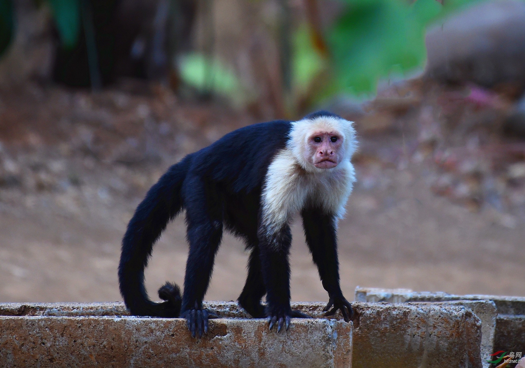 【白脸卷尾猴】
