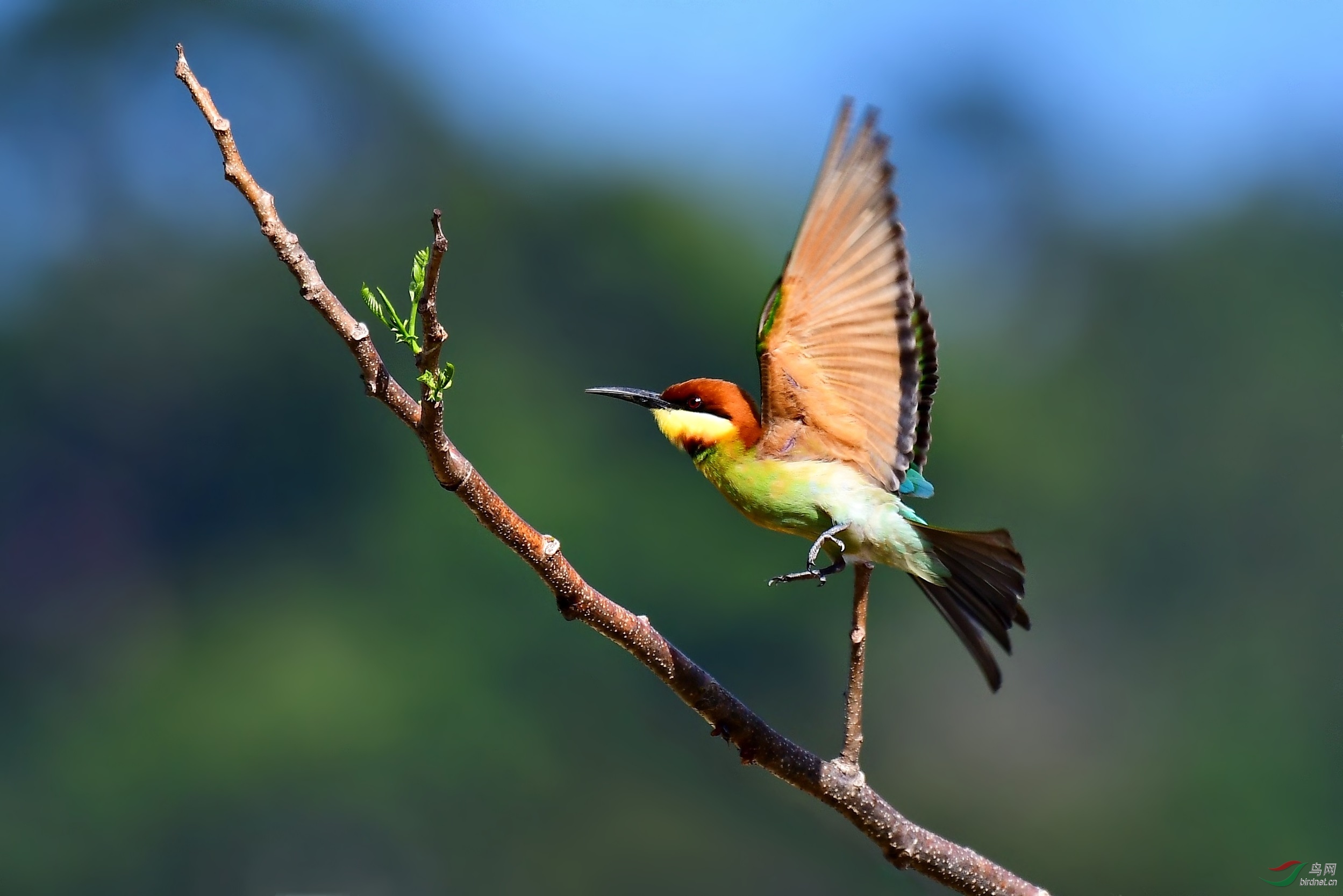 飞舞的栗头蜂虎