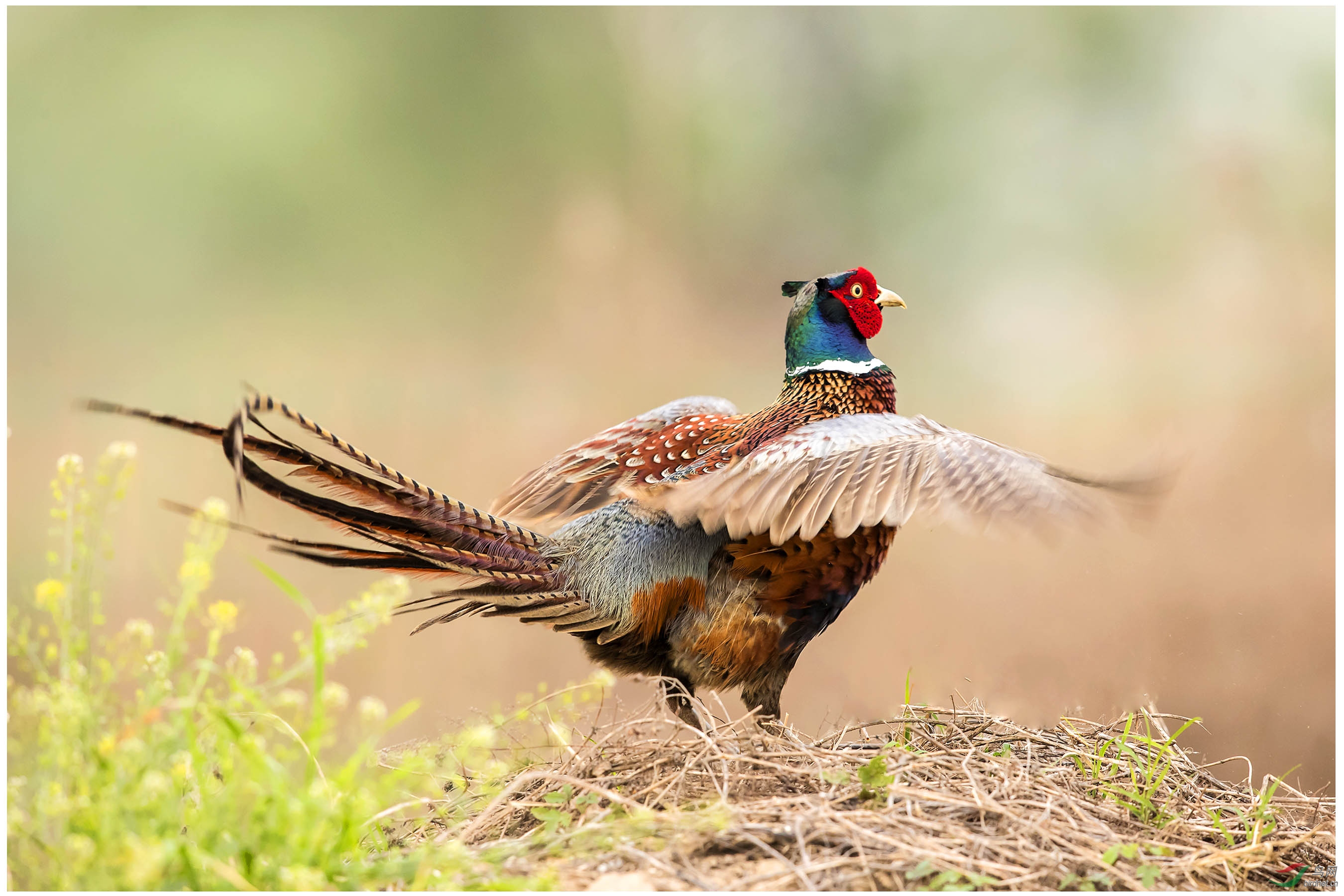 展翅雄鸡