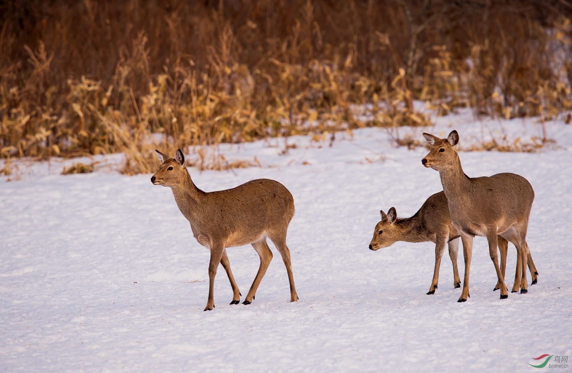 DSC_0934.jpg