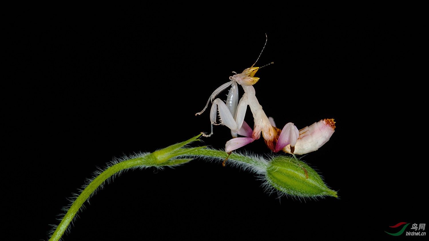 蘭花螳螂