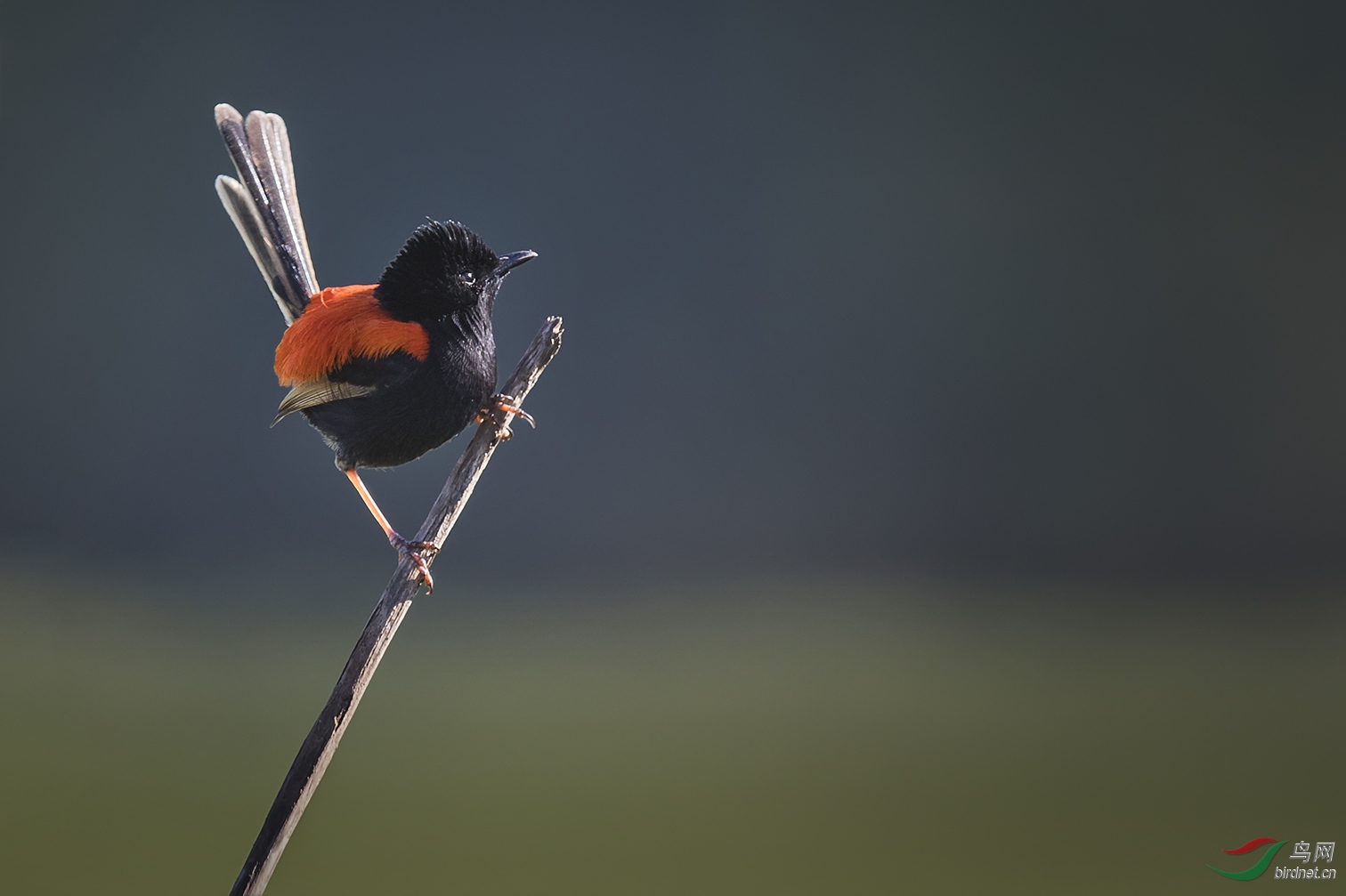 艳丽的红背细尾鹩莺公