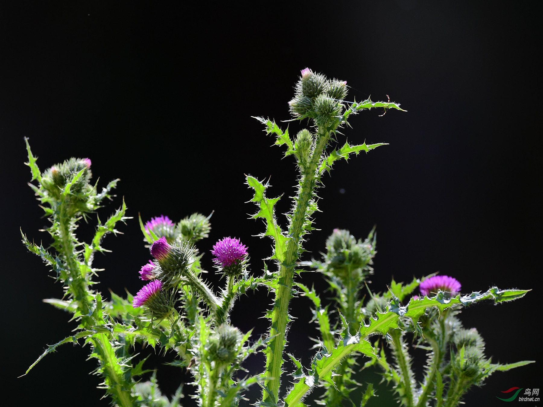 山里的野花野草