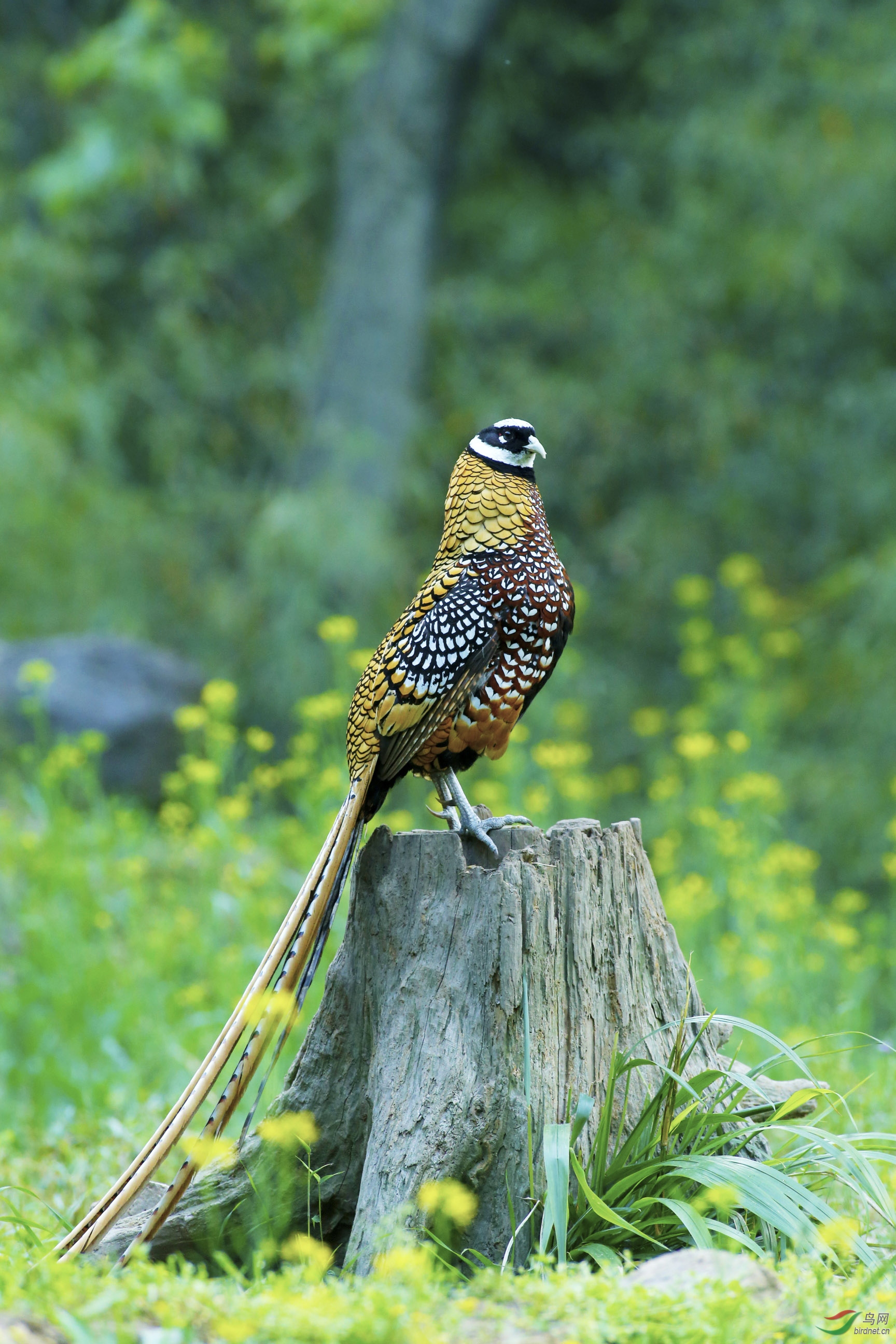 《闪亮登场》——白冠长尾雉