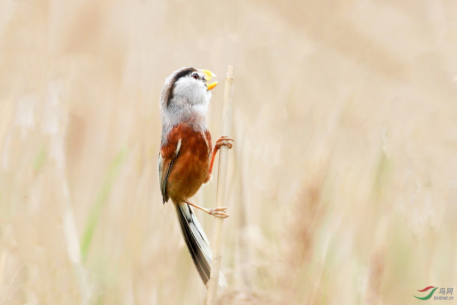 我心目中的上海市鸟震旦鸦雀五