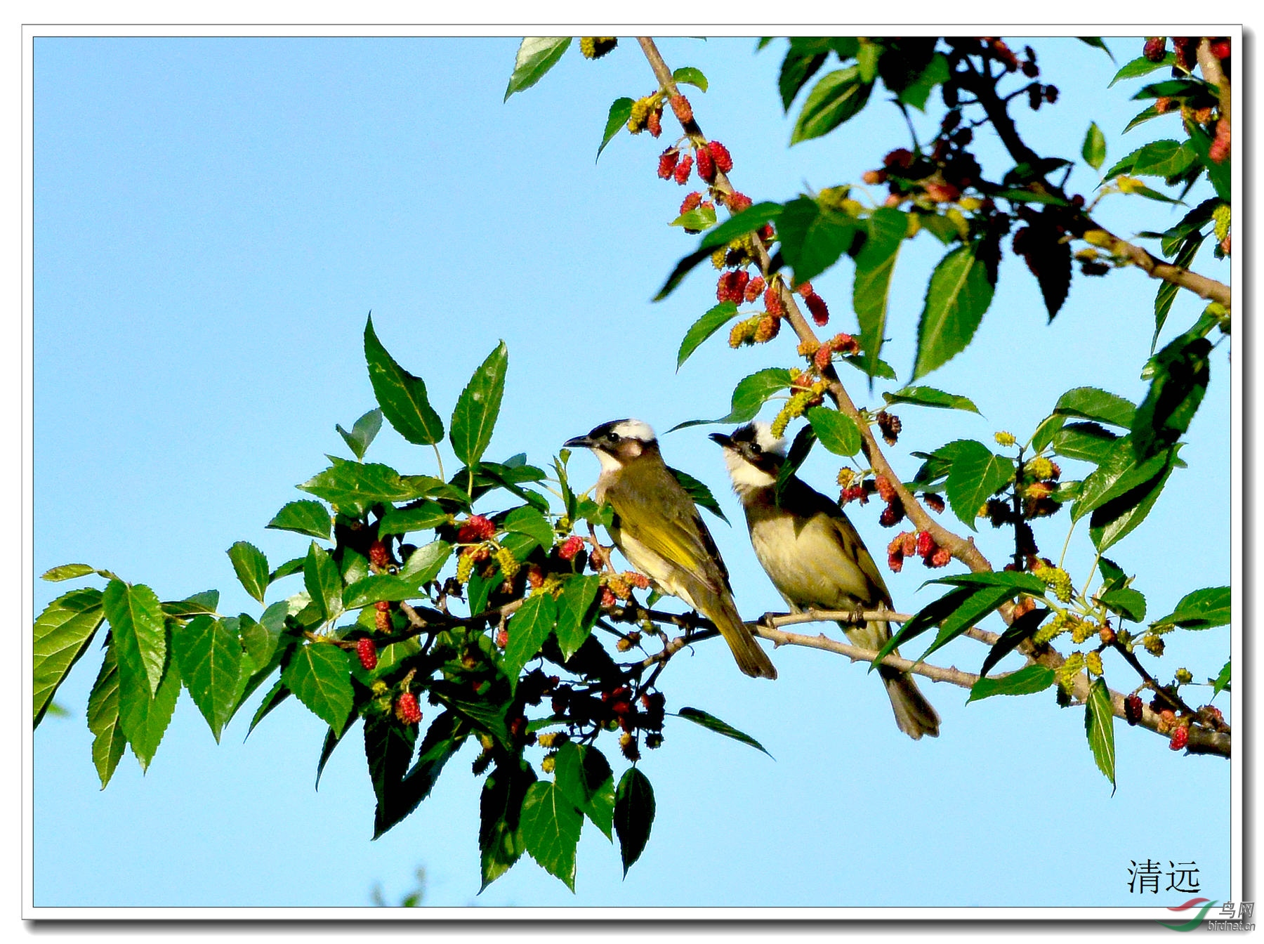 树上的鸟儿成双对