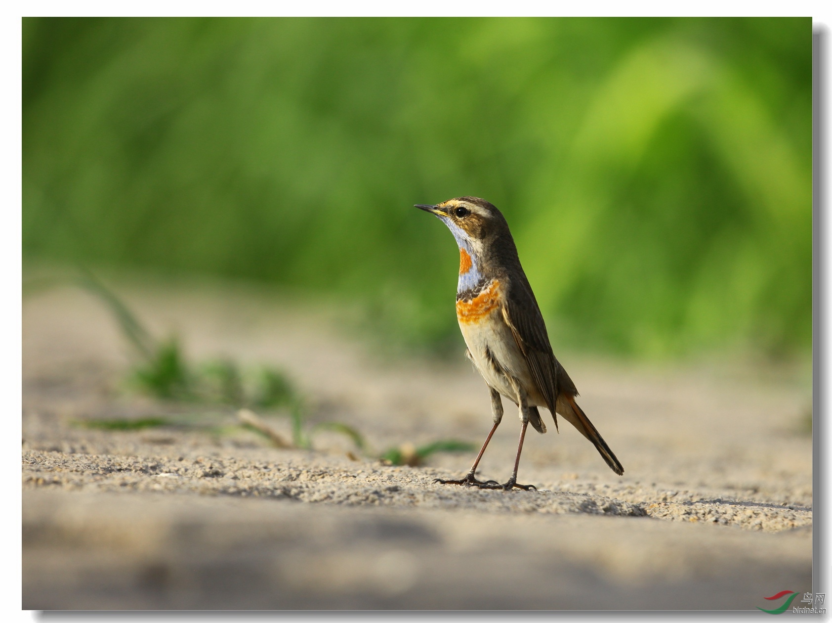 颜值高的小鸟蓝靛颏