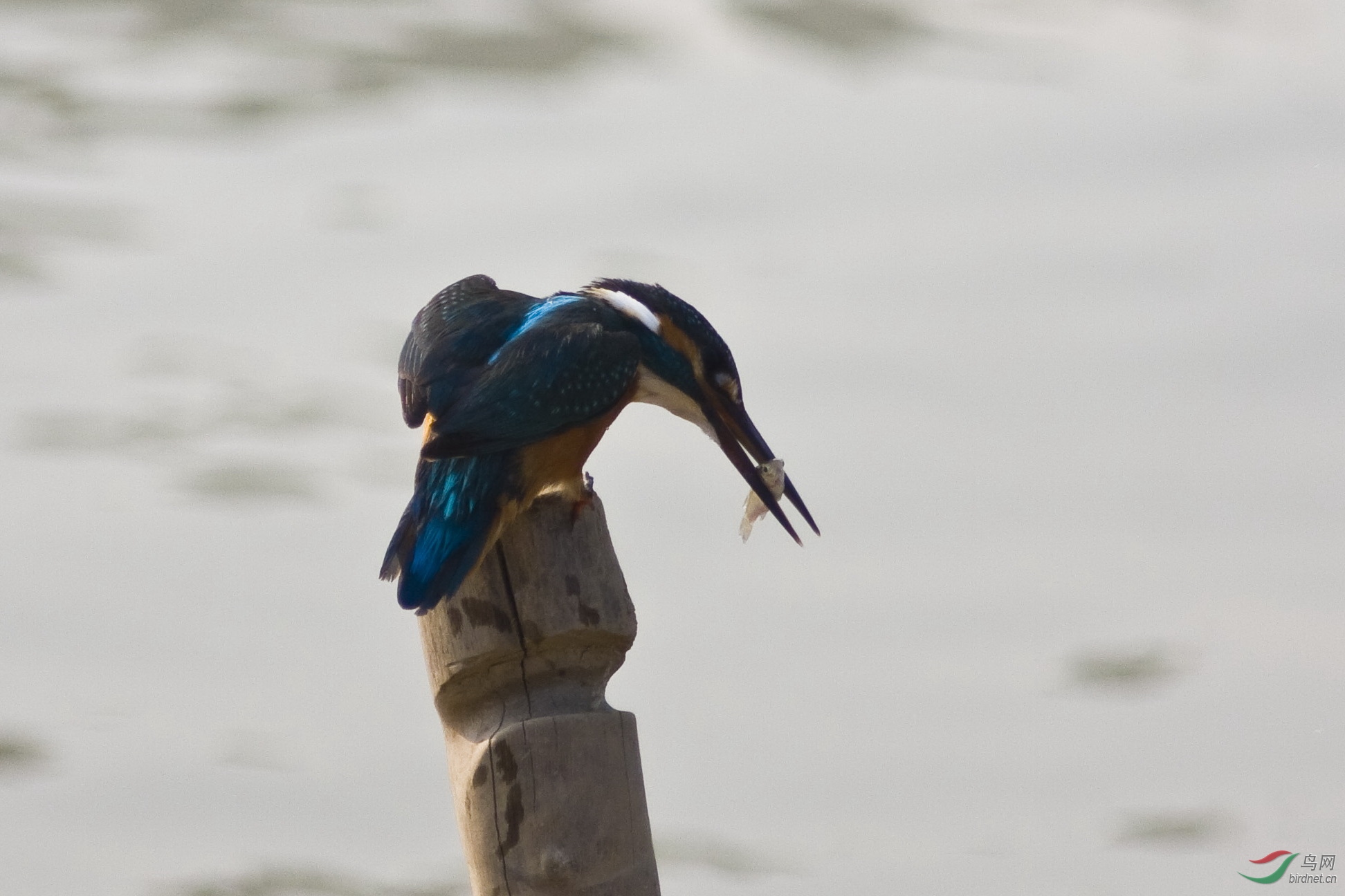 盯着水中的鱼儿