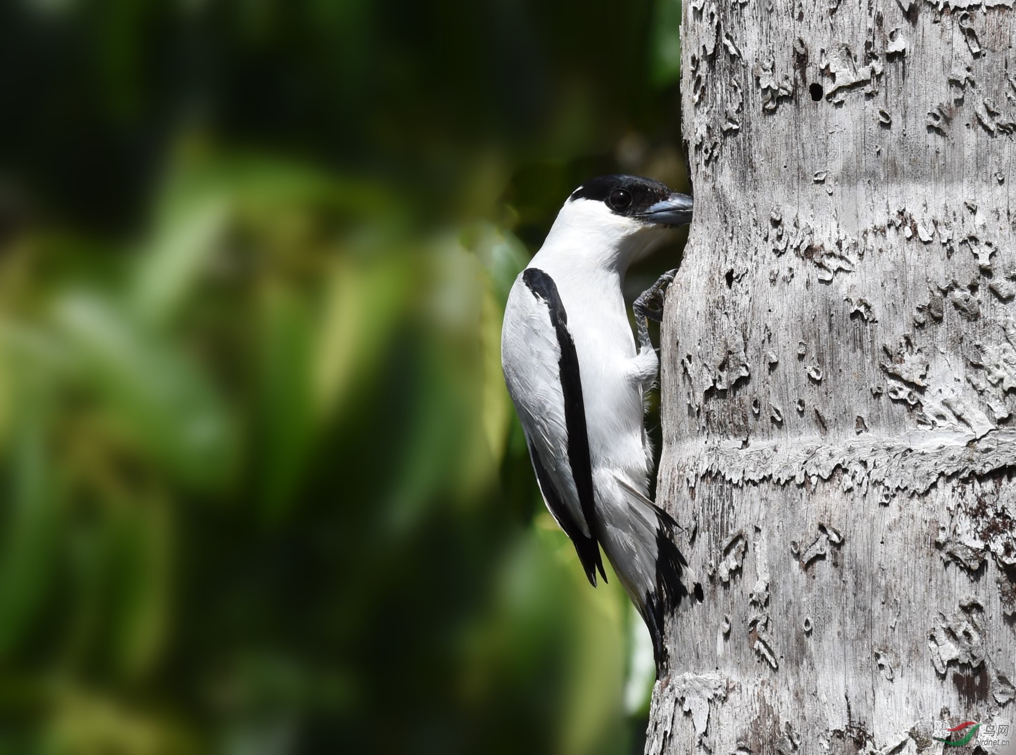 黑头白啄木鸟