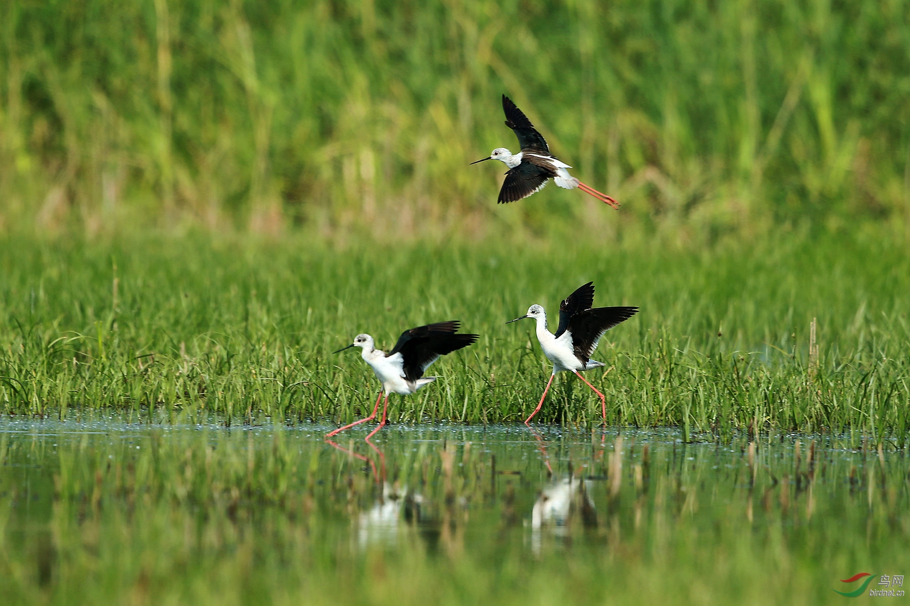东平湖边长脚鹬