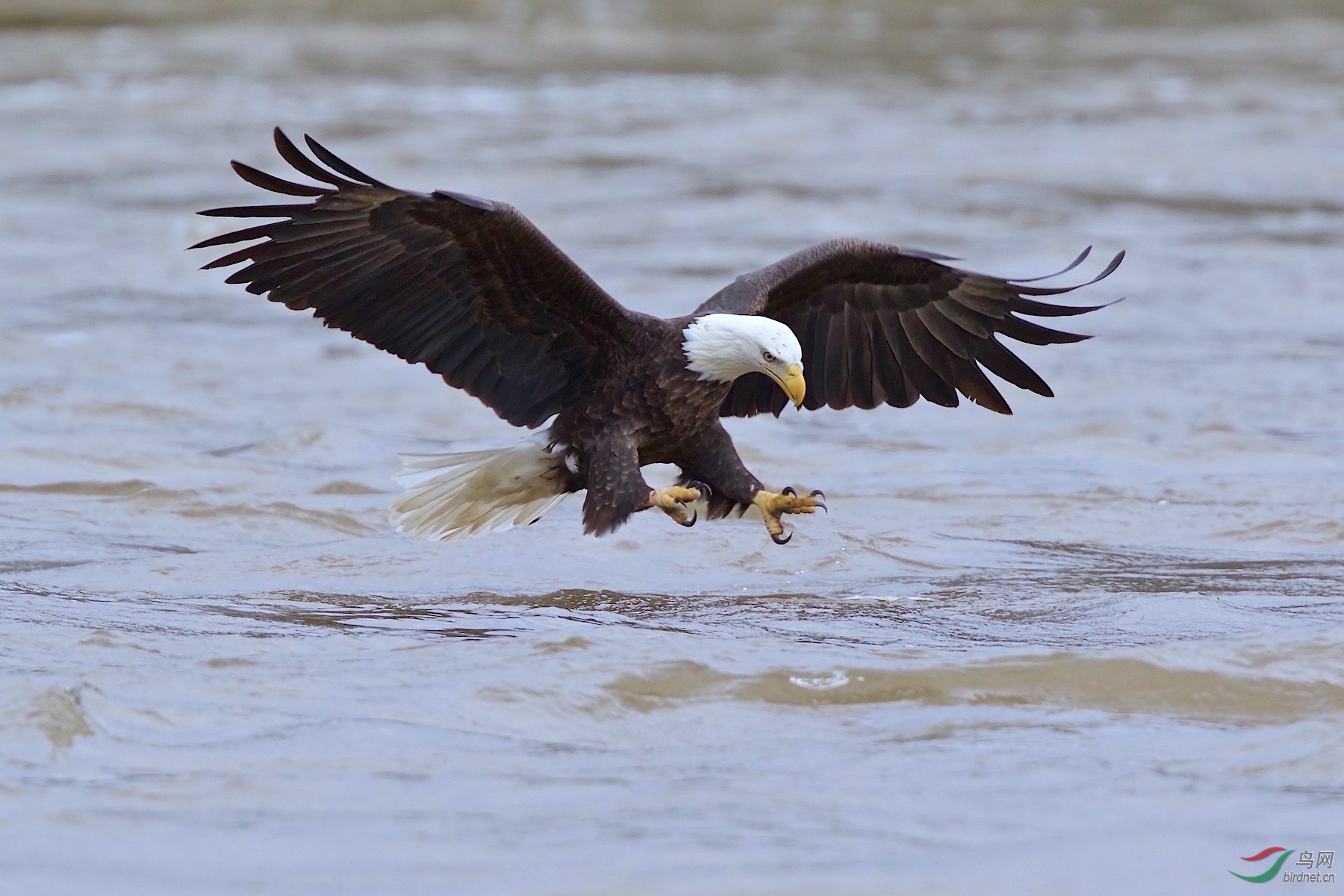 白头海雕baldeagle