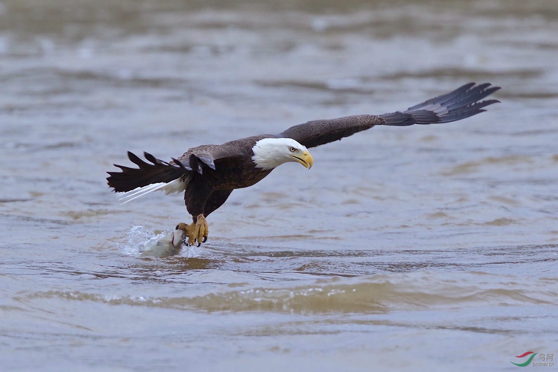 白头海雕baldeagle