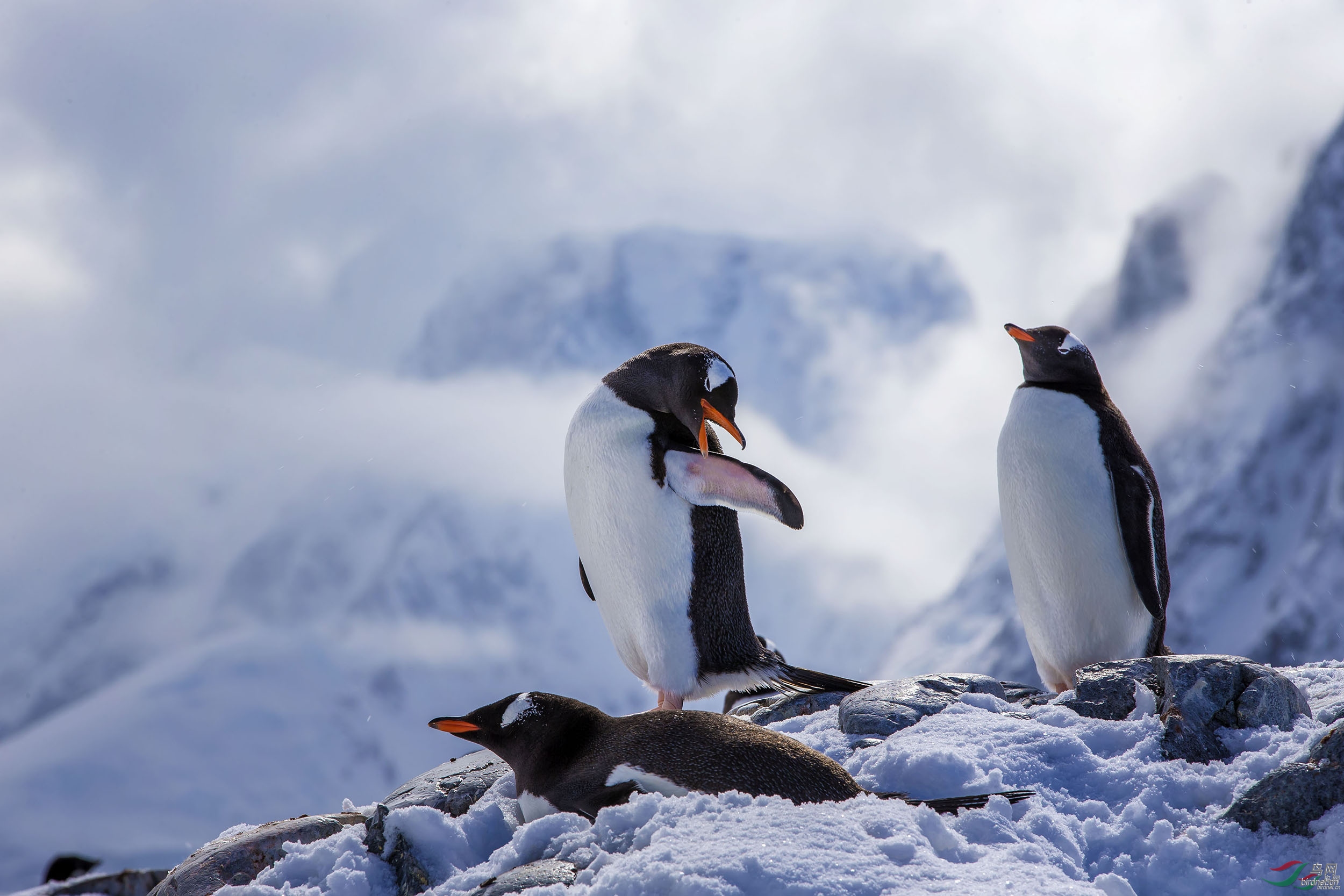 (白眉企鹅)浴阳光