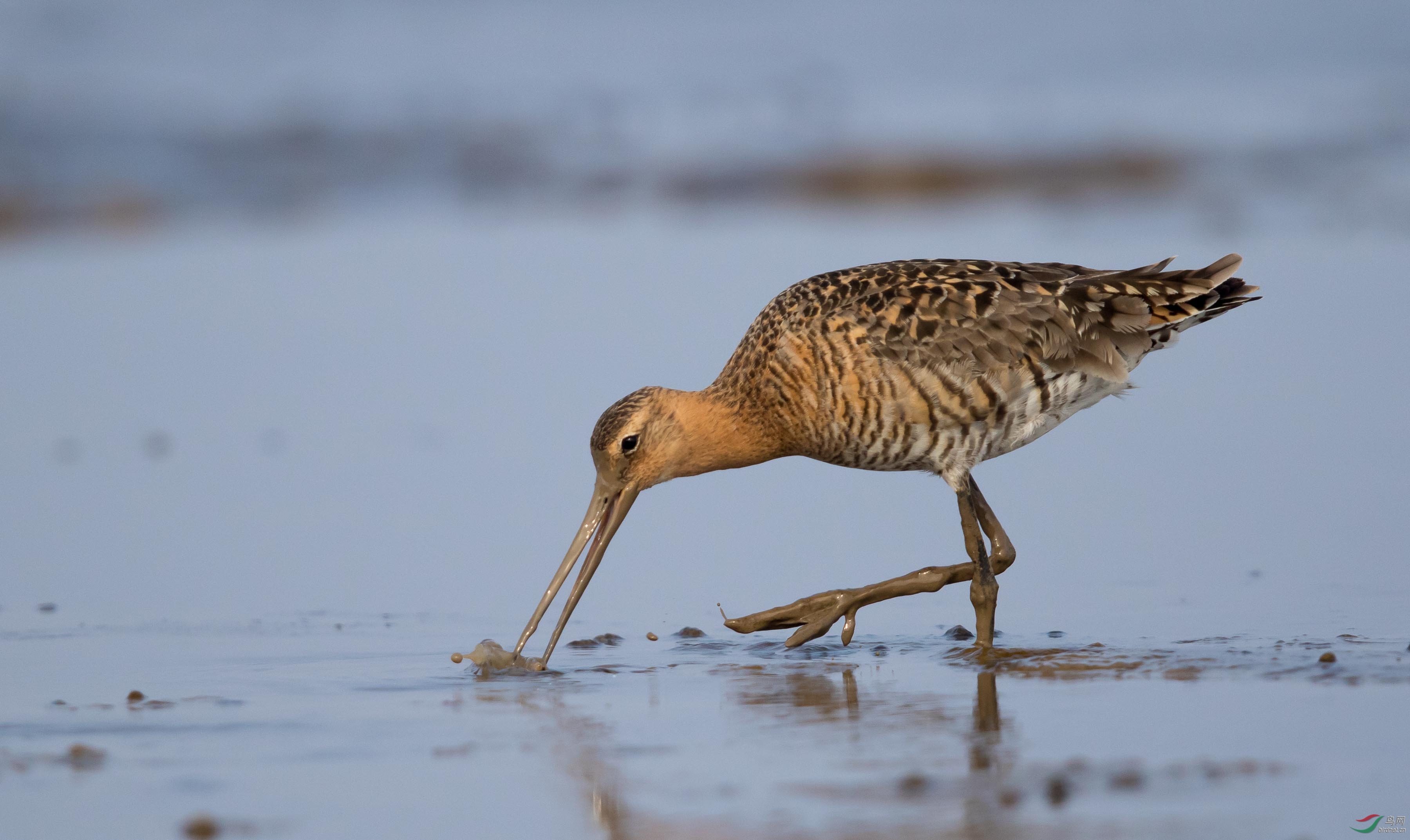 吃蛏子的黑尾塍鹬