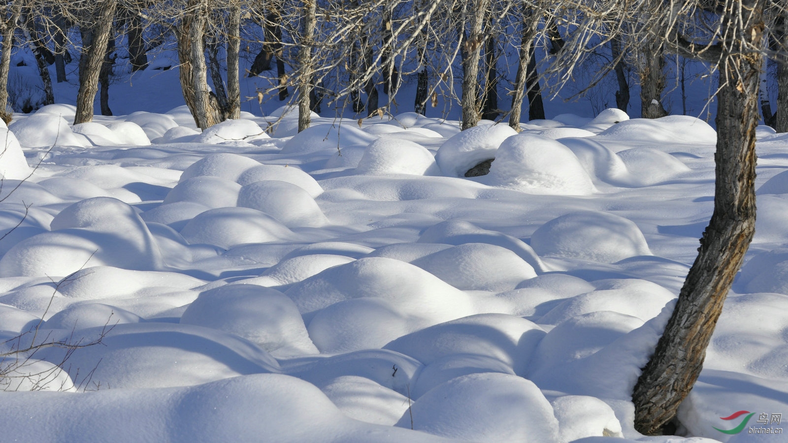 萌萌的可爱雪菇阿勒泰风光