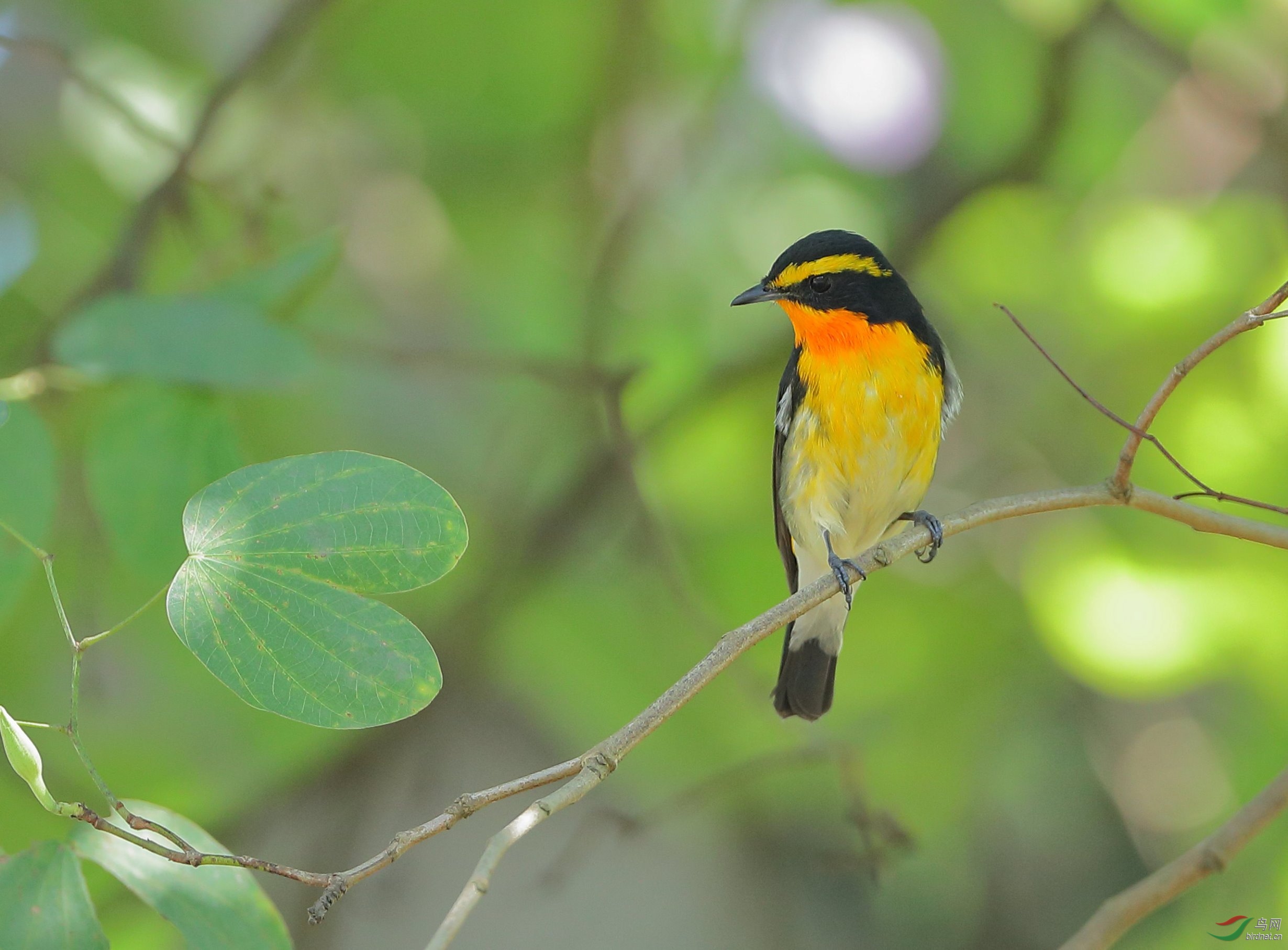 林鸟新周快乐黄眉姬鹟