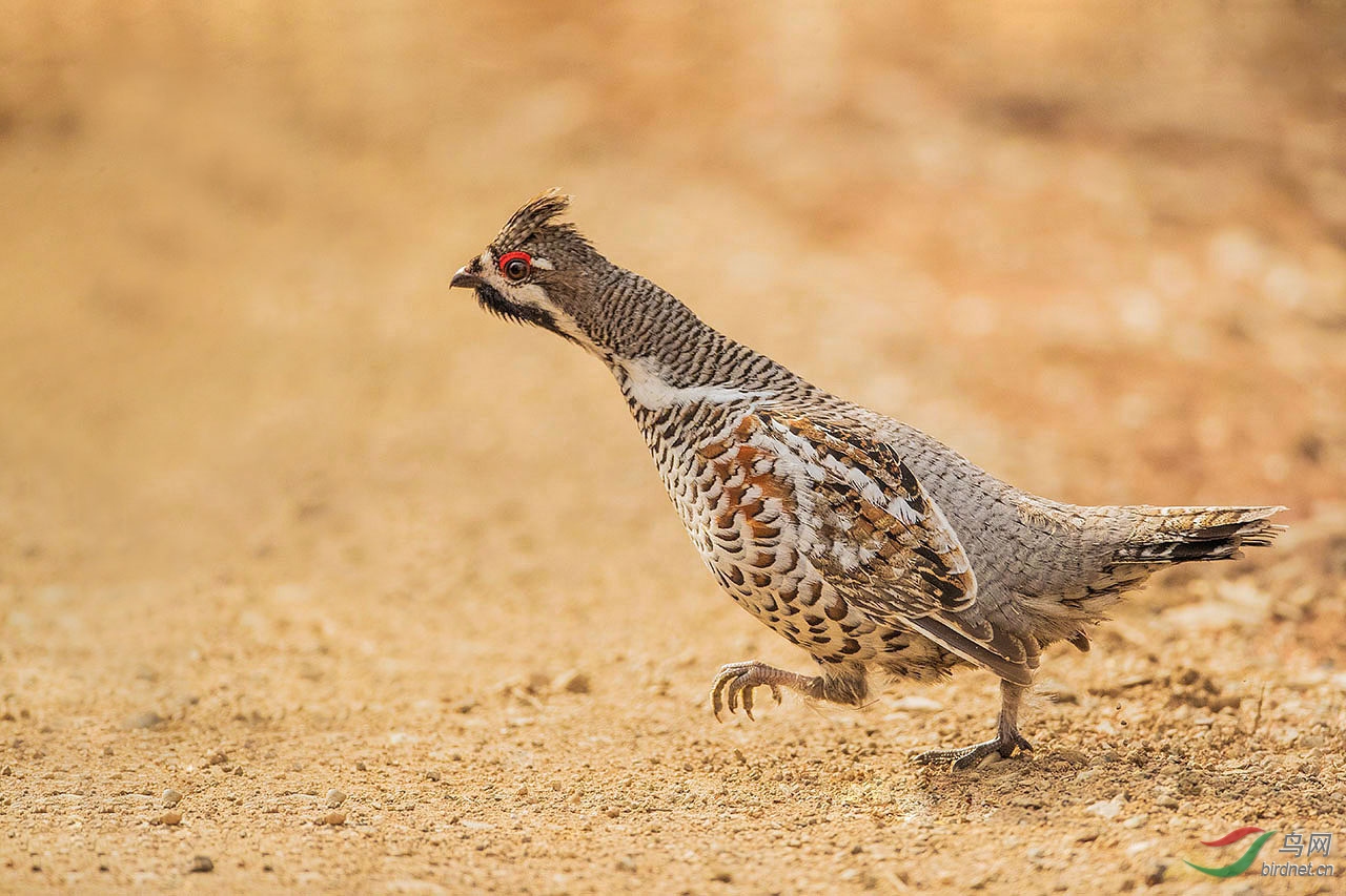 花尾榛鸡奔跑的花尾榛鸡