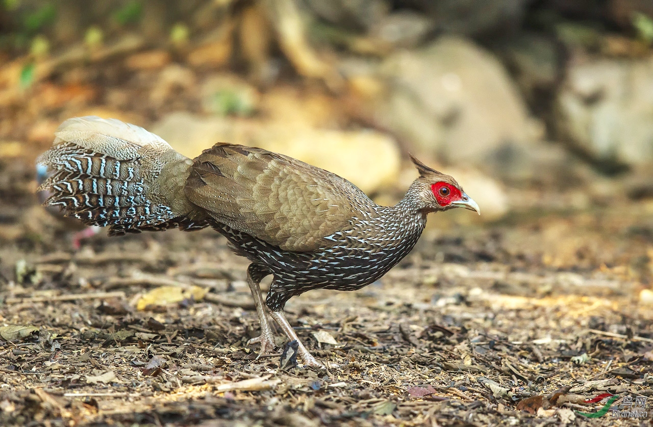 灰鹇— 交流学习