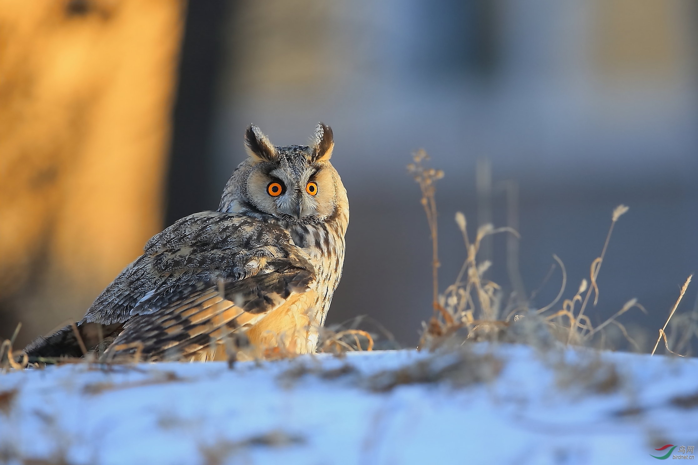 [猛禽] (长耳鸮)长耳鸮----祝贺老师荣获首页精华!