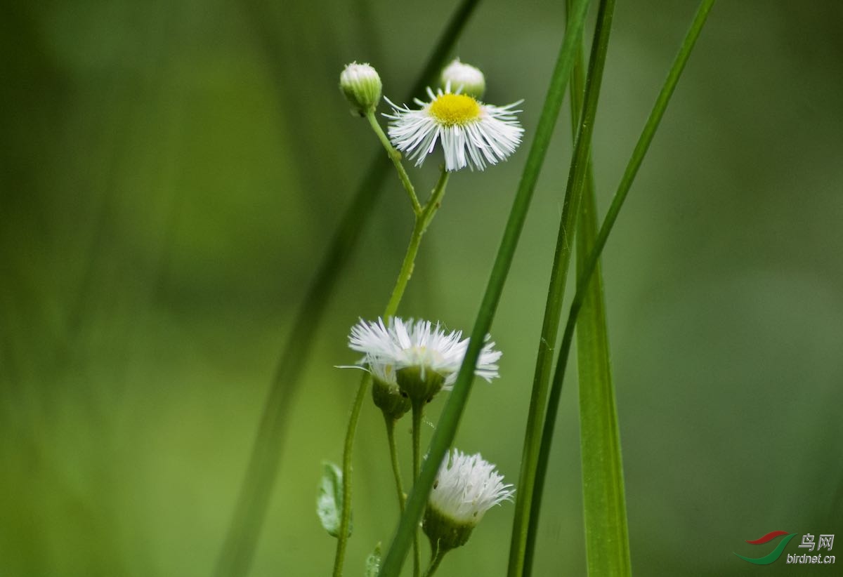 野草闲花