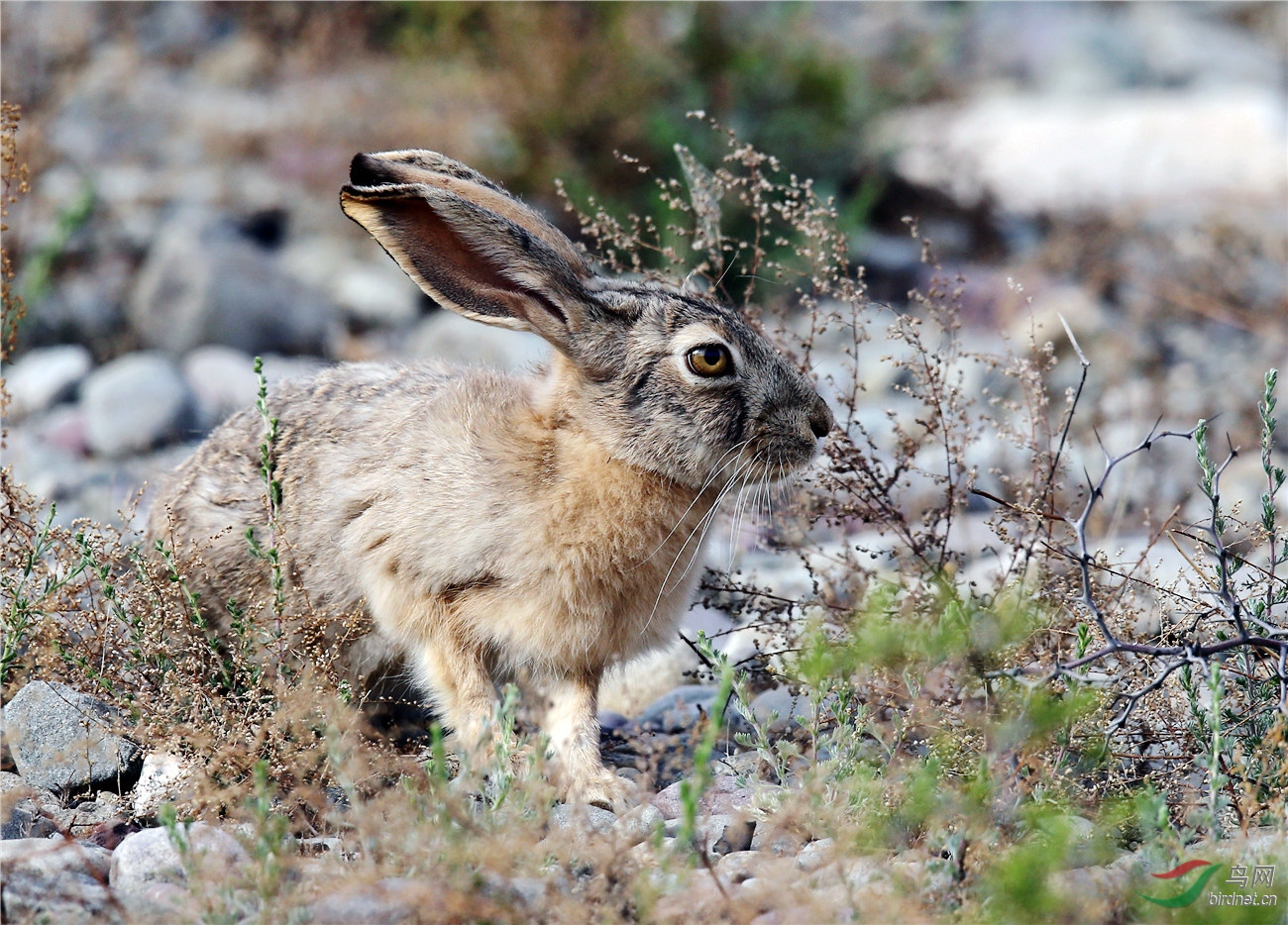 贺兰山中的野兔
