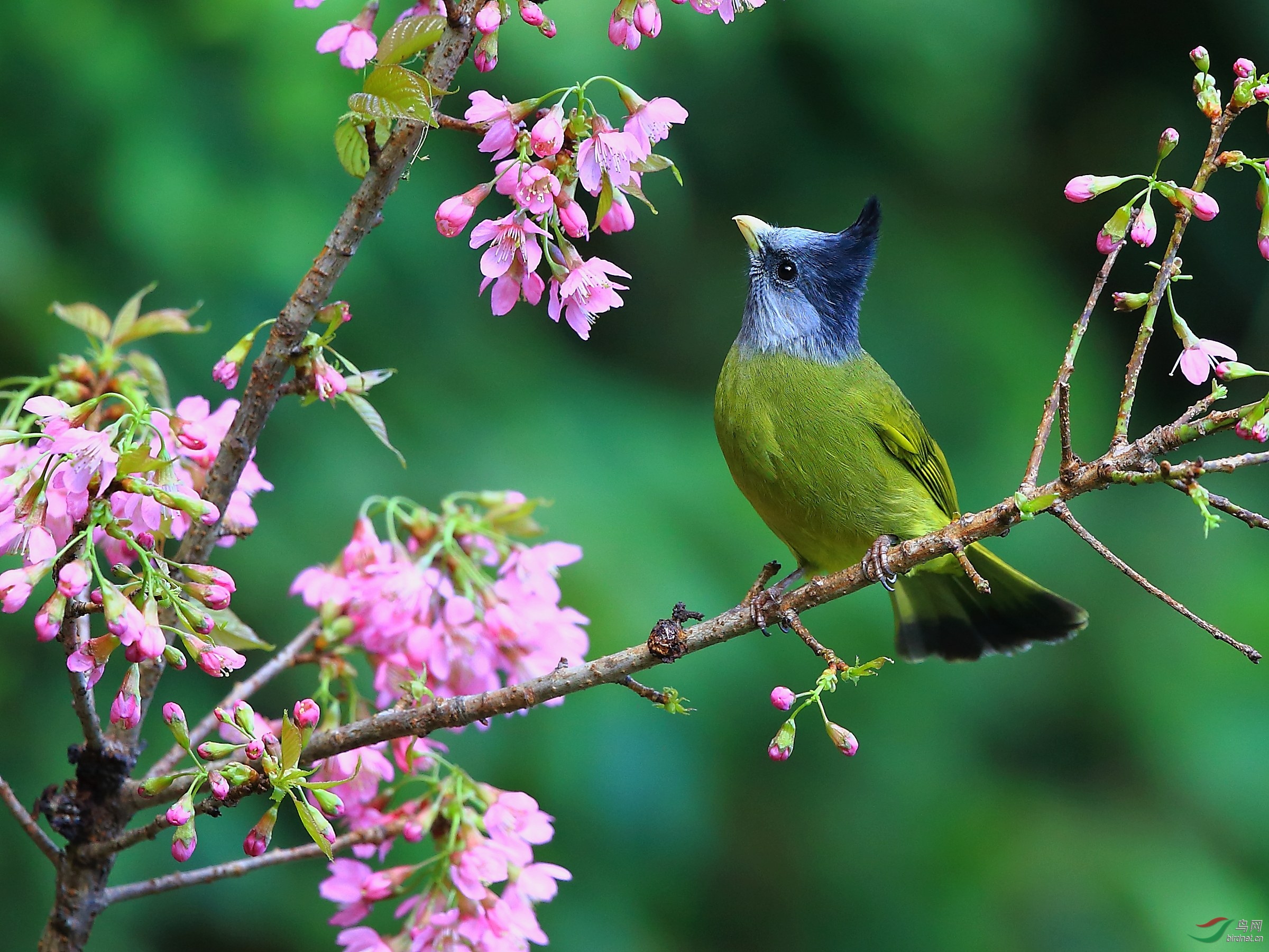 先赏后尝花鸟图【凤头雀嘴鹎】