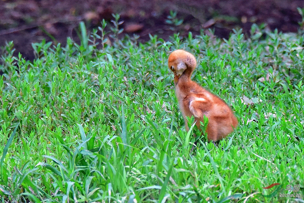 丹顶鹤【雏鸟】5