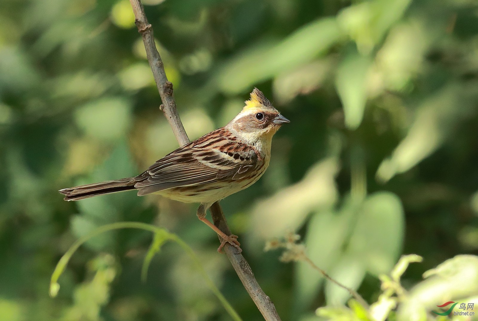 黄喉鹀沐浴梳理