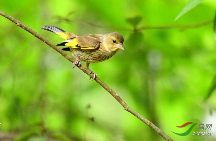 金翅幼鳥