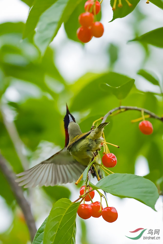 首次拍到蓝喉太阳鸟甜蜜爱情