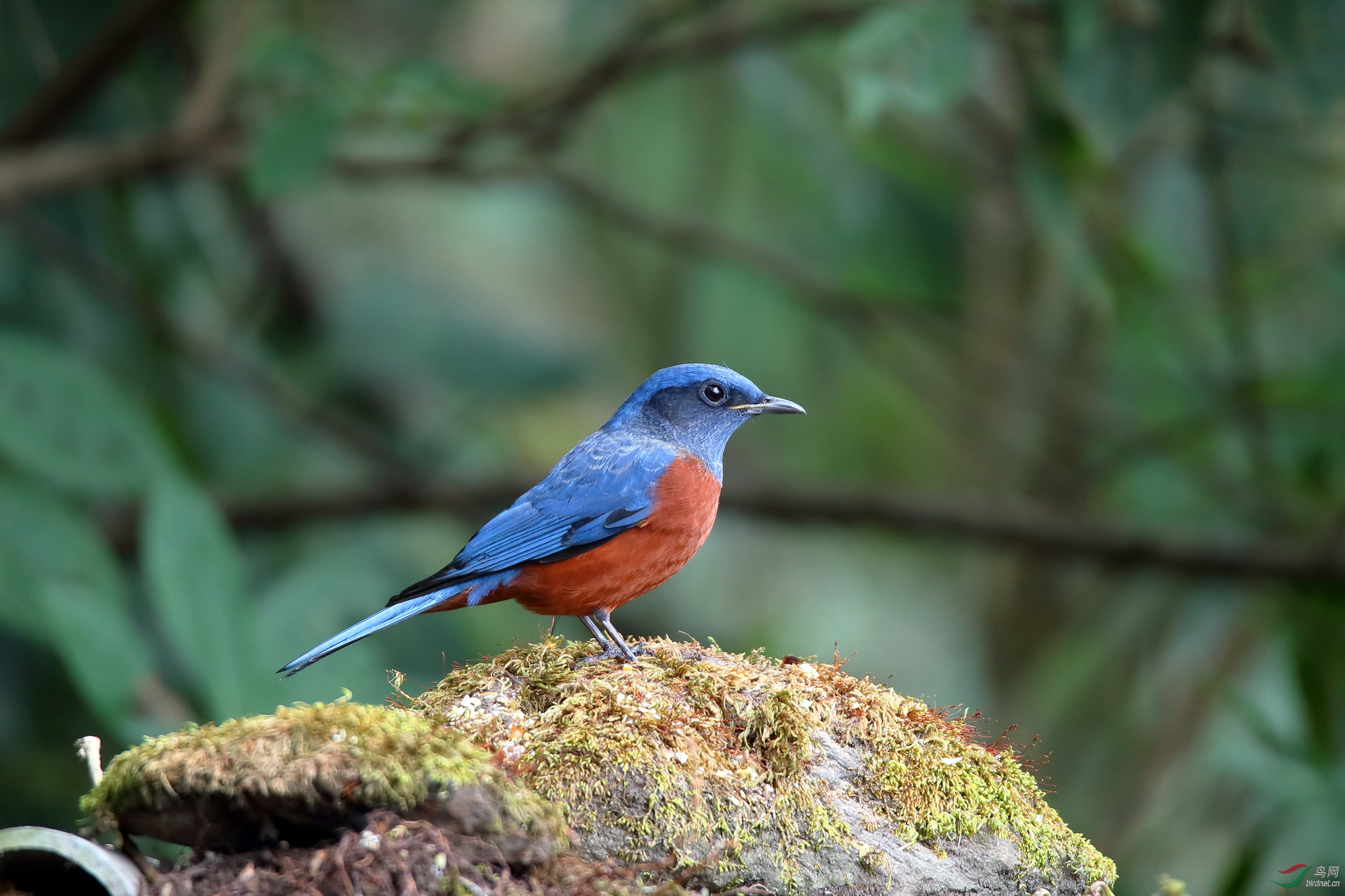 墙头上栗腹矶鸫