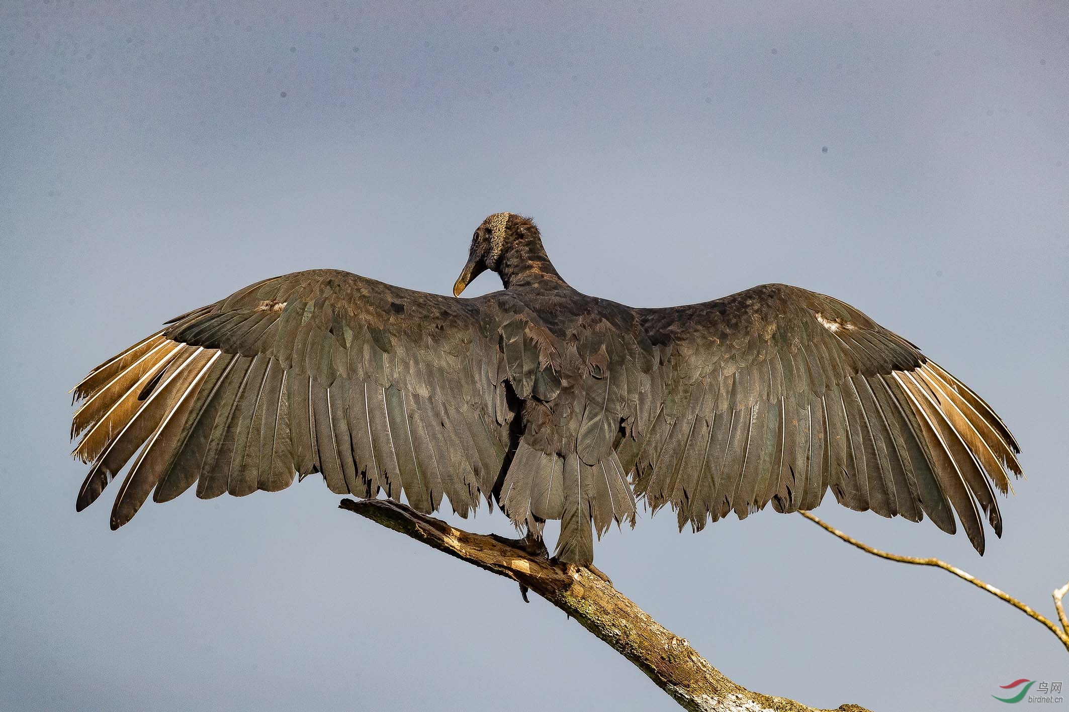 晨起晒太阳的黑秃鹫