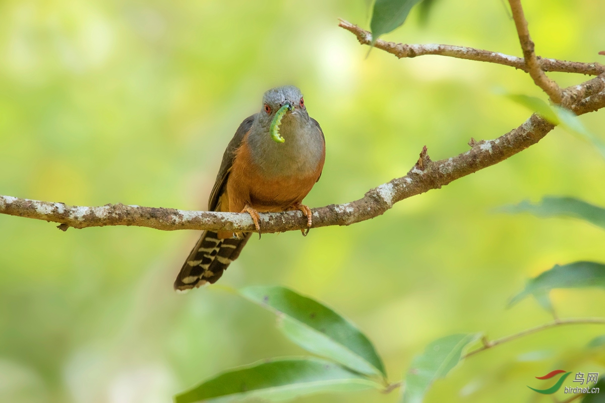 八声杜鹃吃青虫
