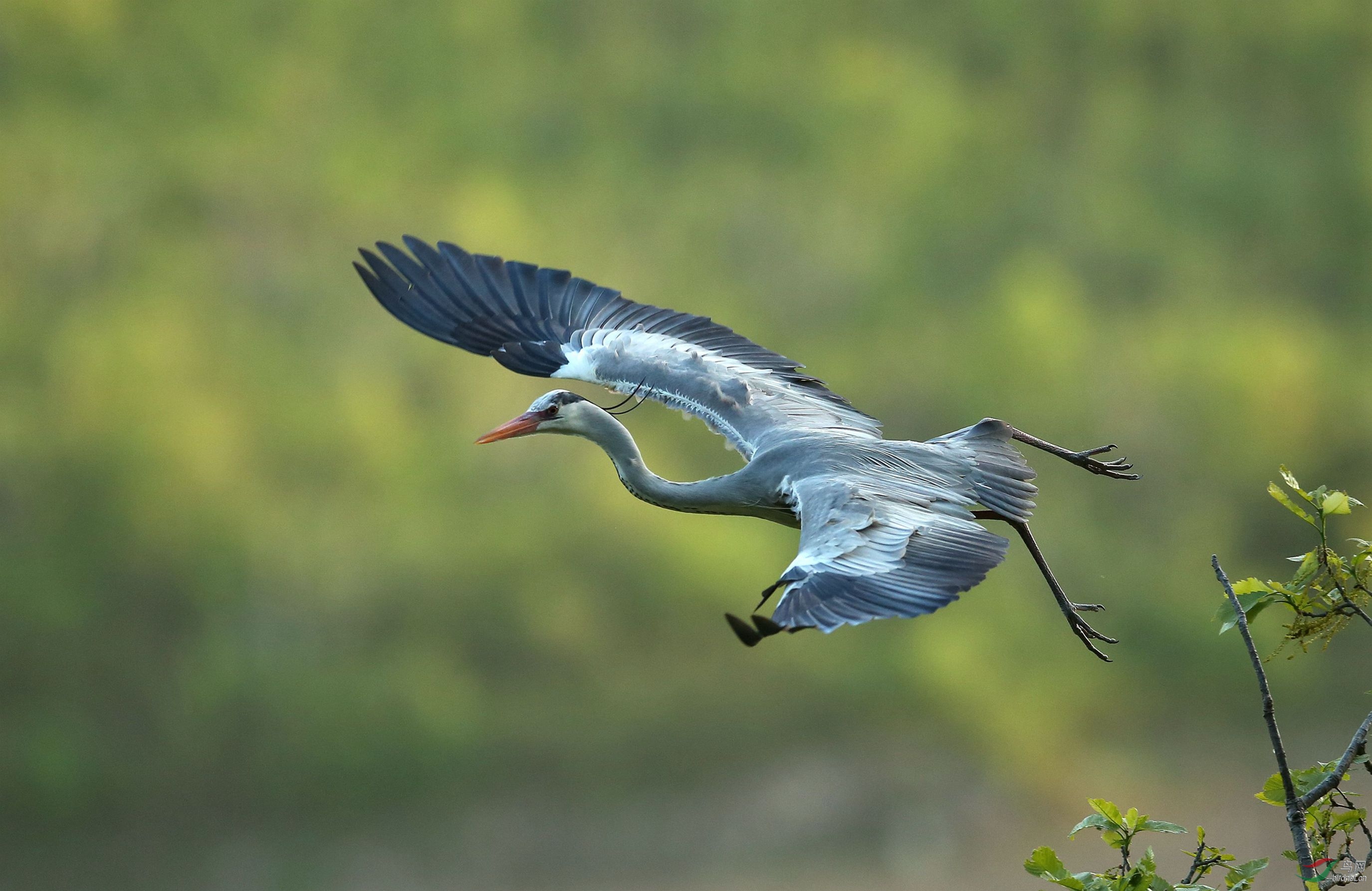 抓拍苍鹭飞姿