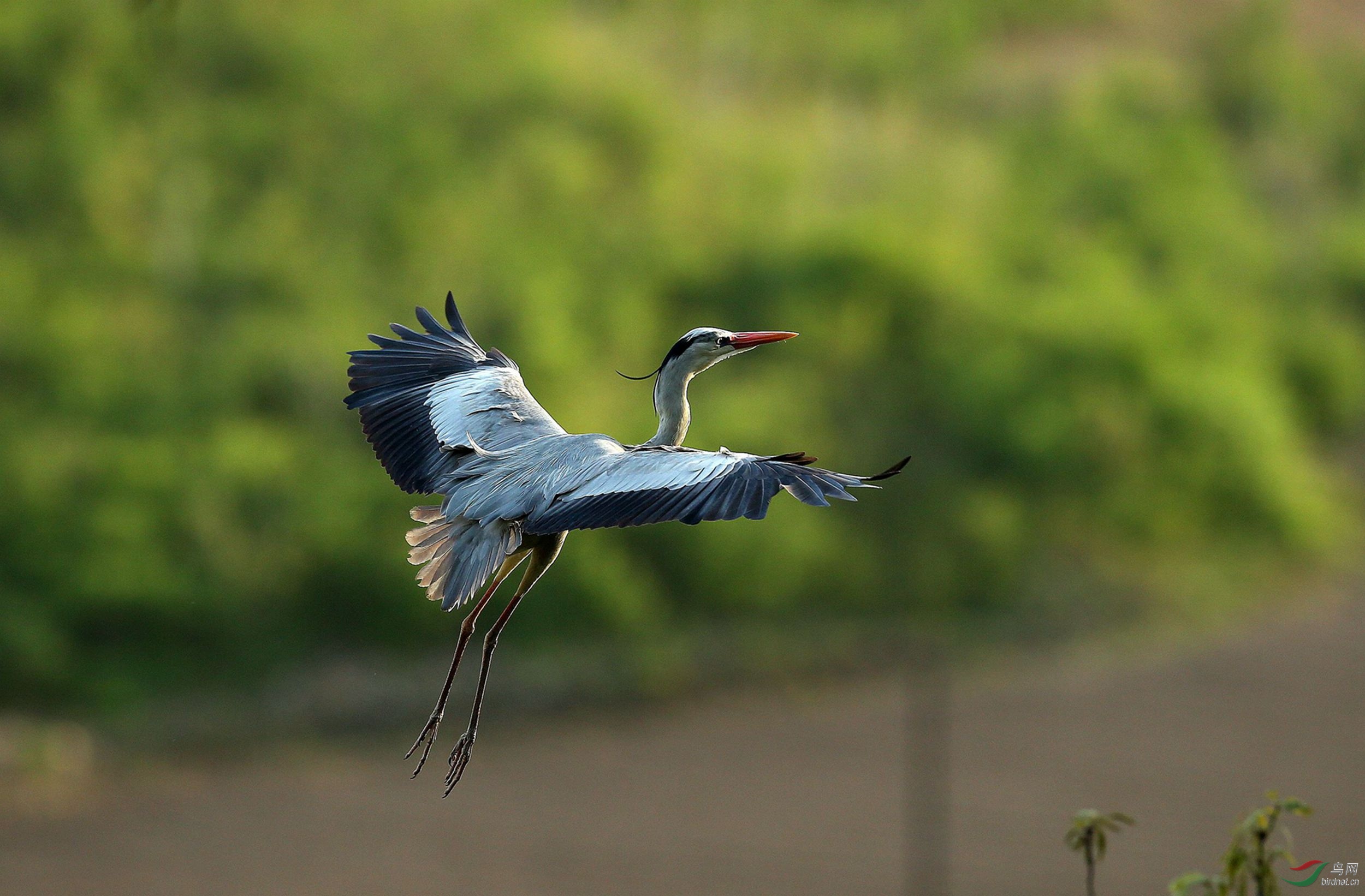 抓拍苍鹭飞姿