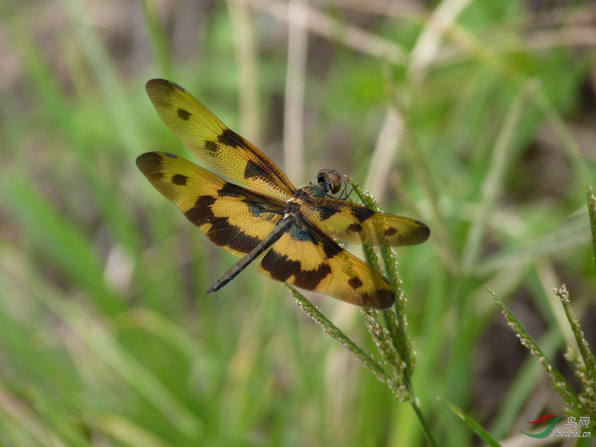 p1030601 斑丽趐蜻.jpg