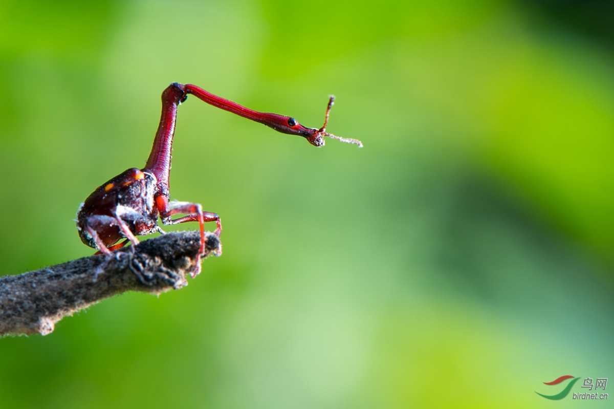 长脖子的卷叶象甲