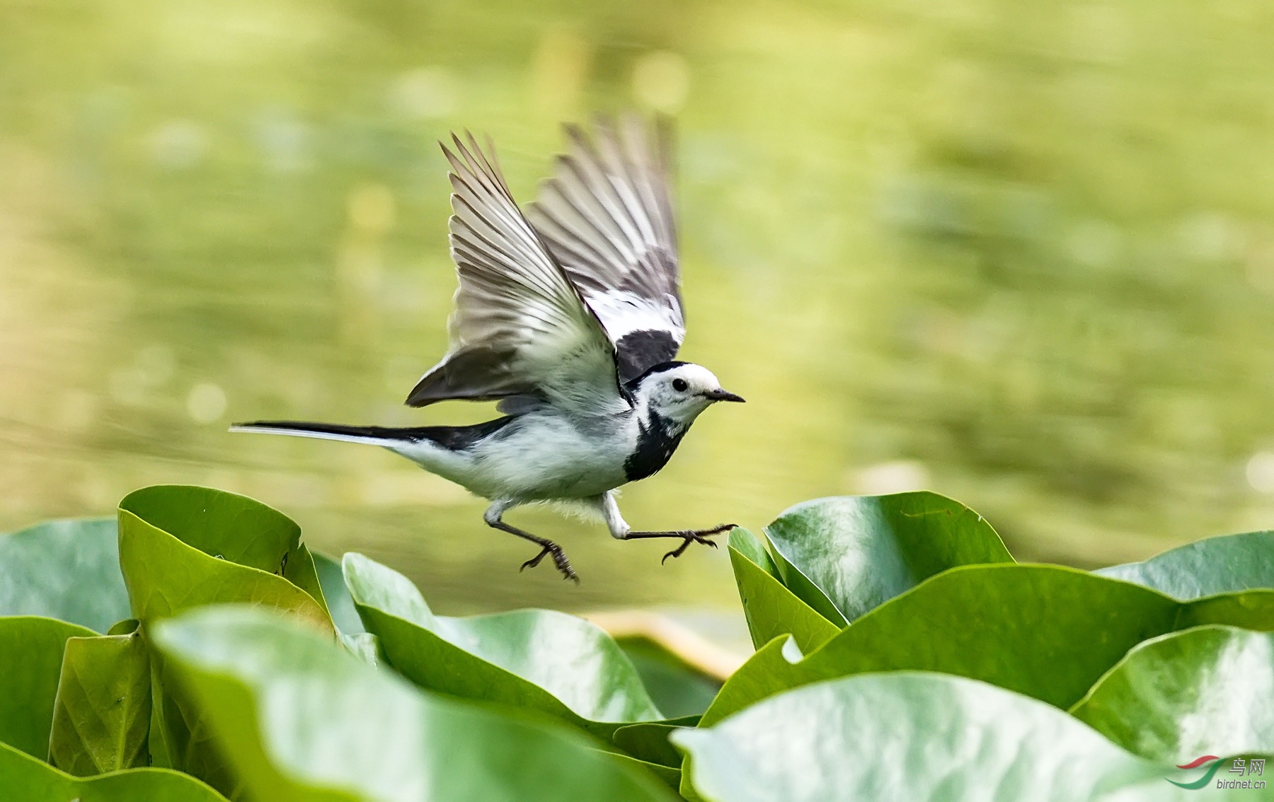 白鹡鸰两张凑片子