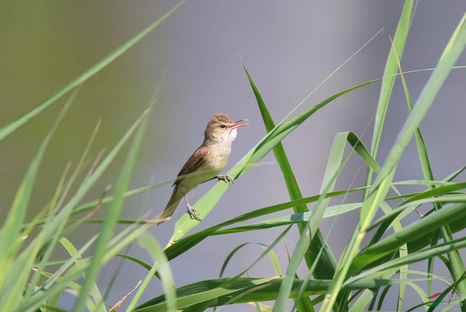 苇莺