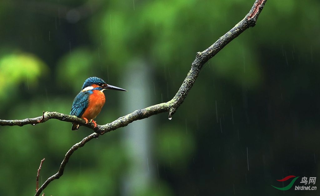 听雨4
