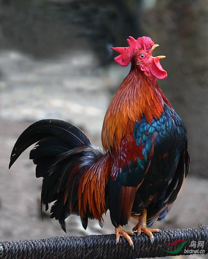 林鸟西双版纳野象谷拍摄的原鸡晨曦报晓矮脚鸡