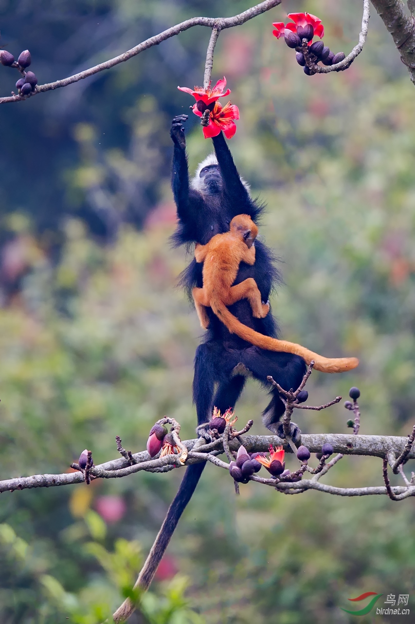 爱的力量白头叶猴