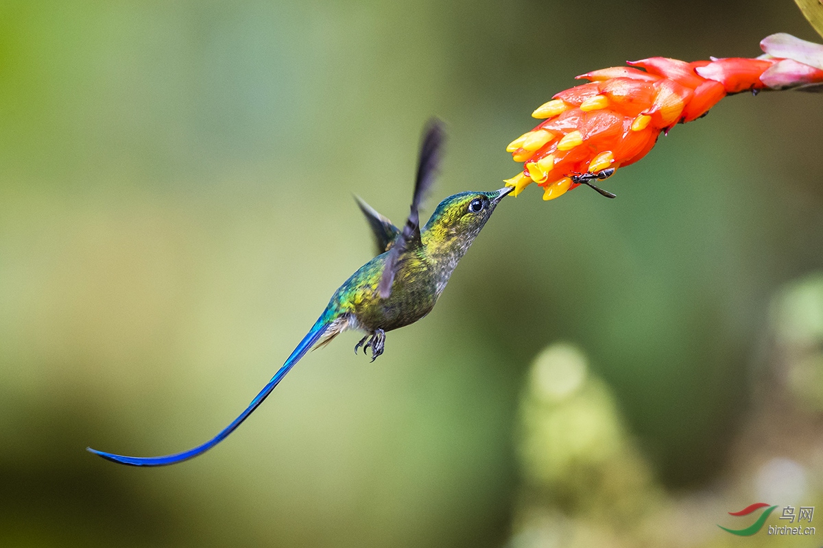 (长尾蜂鸟)长尾蜂鸟(祝贺荣获首页精华)