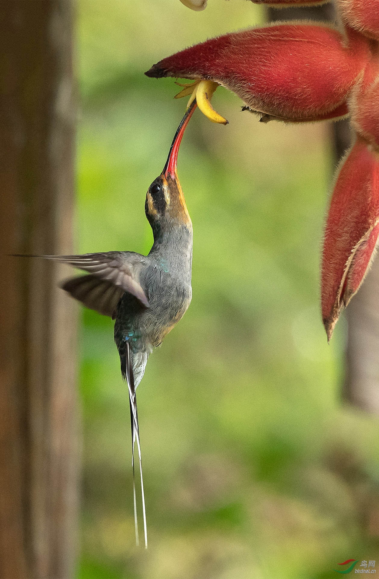 火喉蜂鸟哥斯达黎加鸟摄之旅我为蜂狂图二获得首页精华