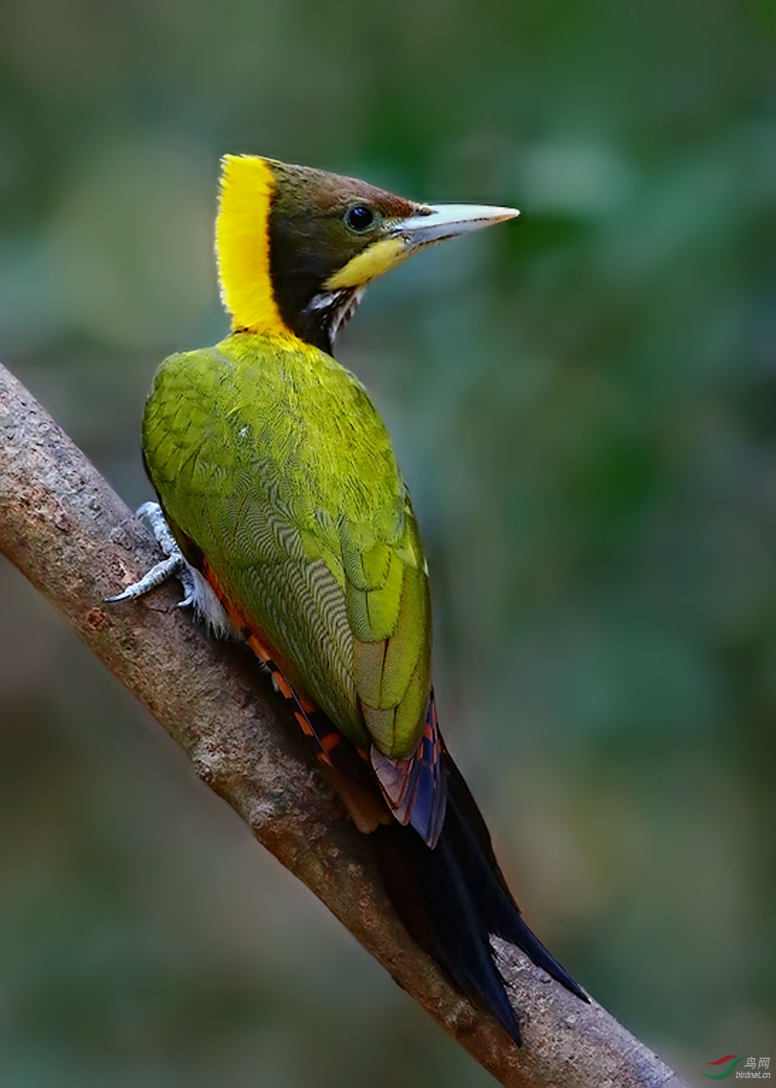 大黄冠啄木鸟