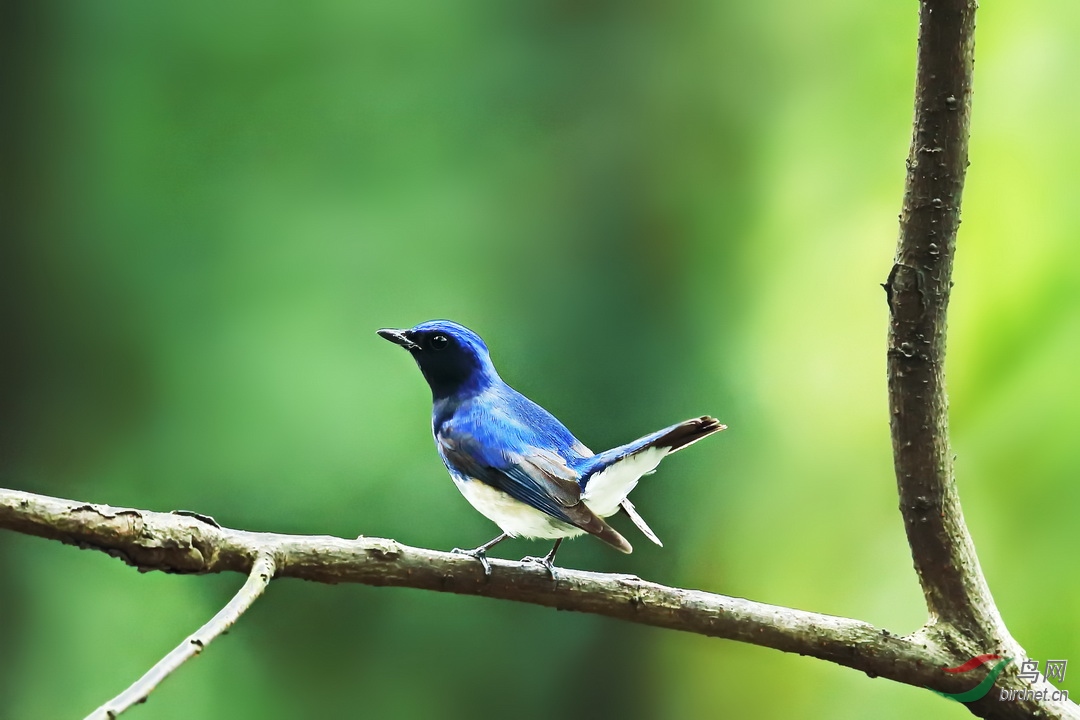 记录一组白腹蓝姬鹟